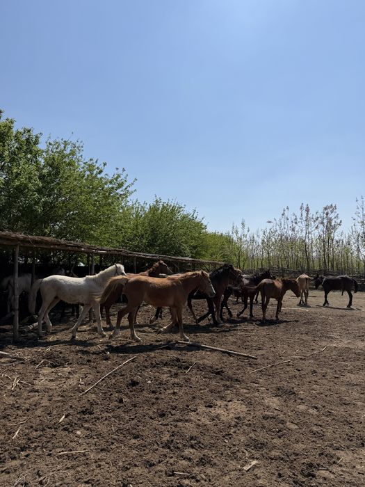 От сотилади/ Продаются лошади