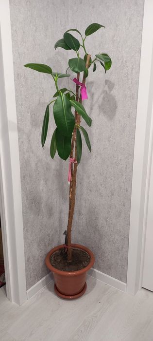 Продается комнатные цветы.