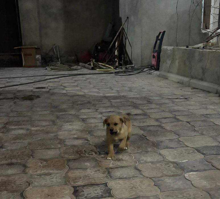 Еркек күшік сатылады