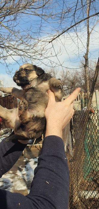 Щенята в добрые руки!