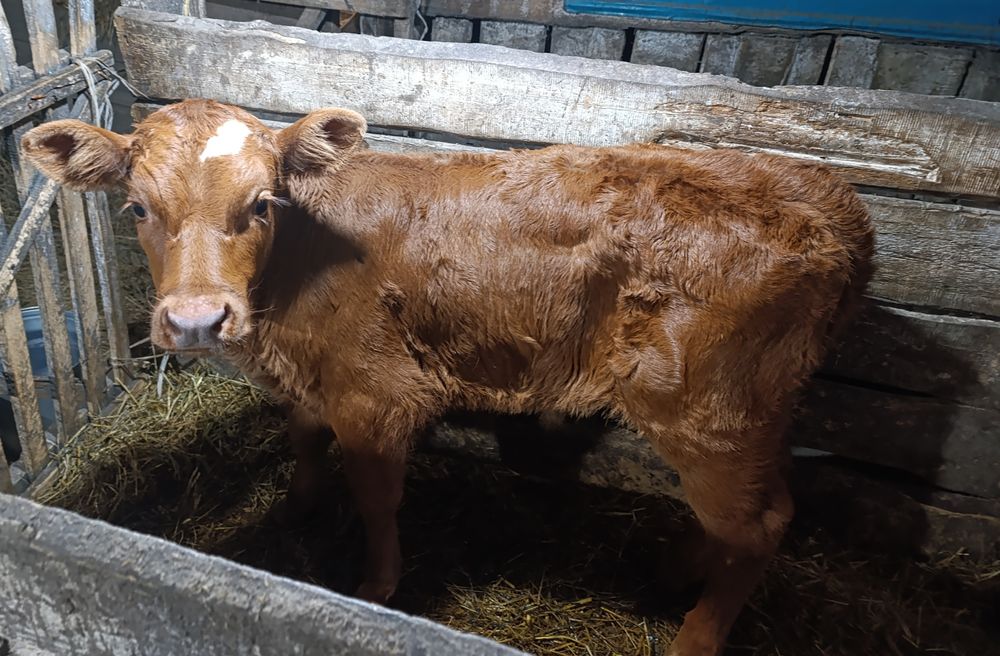 Продам телёнка (бычёк)