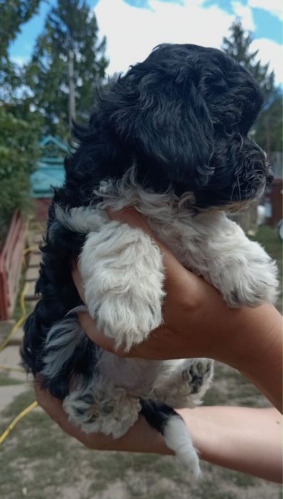 Spre adoptie catei bichon