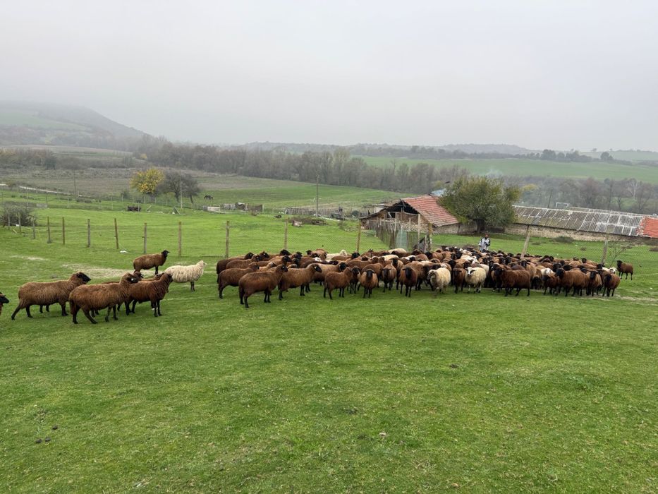 200 броя овце карнобатска местна порода