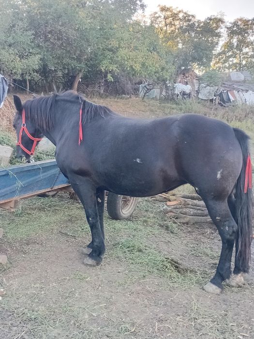 vând apă de opt ai garantată la căruță la orice probă e foarte cuminte mai multe detalii în privat