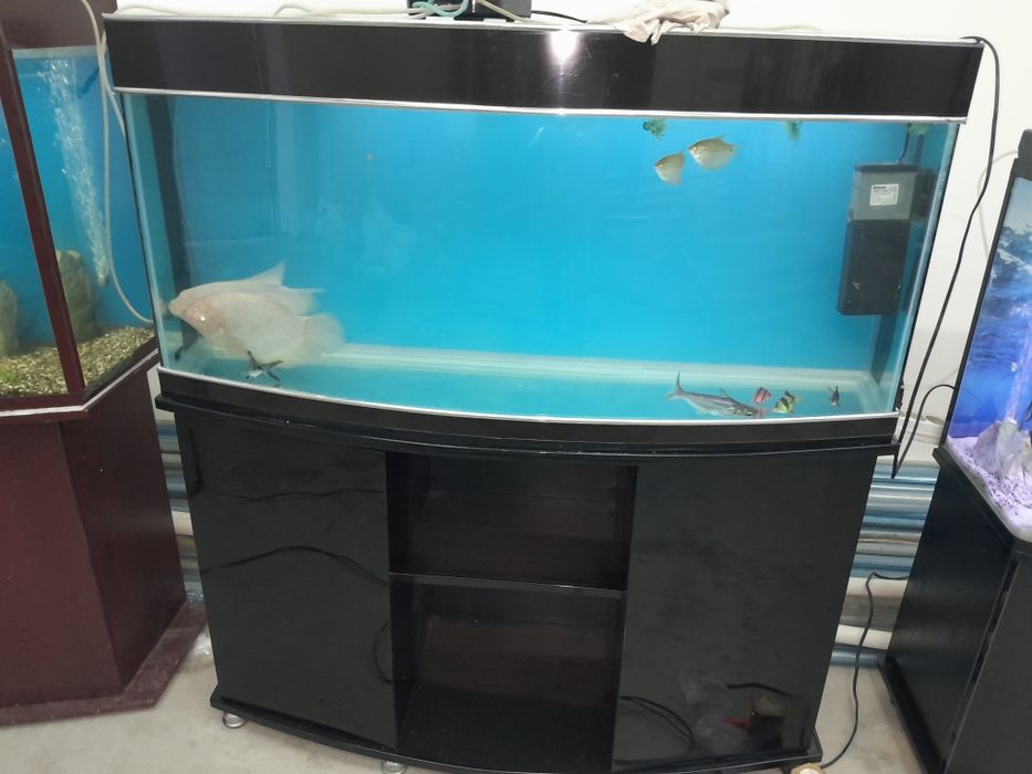 Akvarium 250 litr 6 oyna
Qôship beraman dõmik  
Tosh filter chipiyõn s