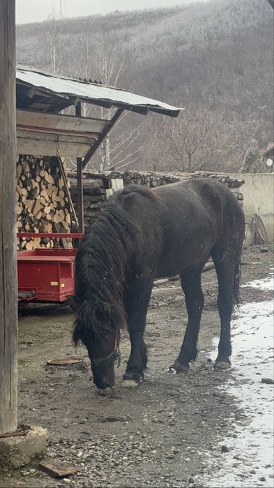 Schimb mânză cu vacă