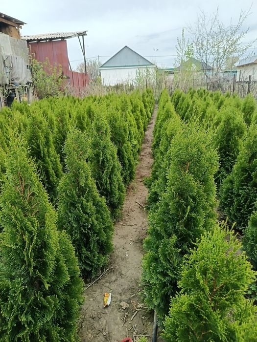 Туя смарагд      .