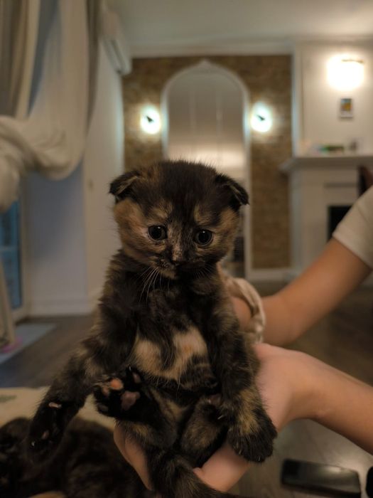 котята британцы чистокровки