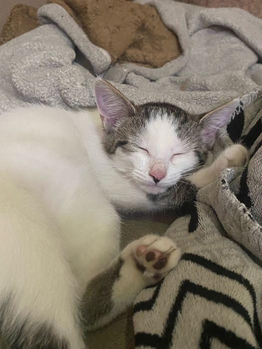 Котенок 5 месяцев