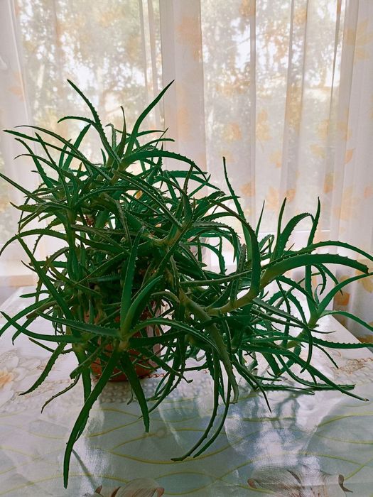 Продам большое АЛОЭ