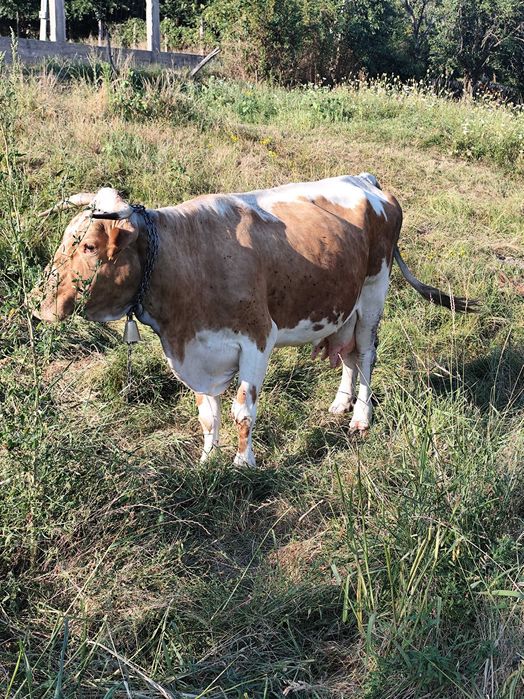 Vaca bălțată românească