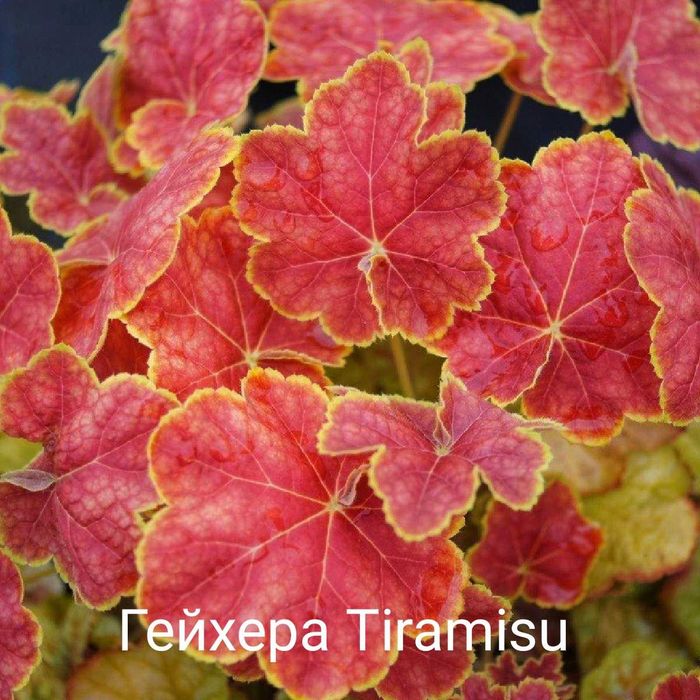 Продам саженцы гейхеры