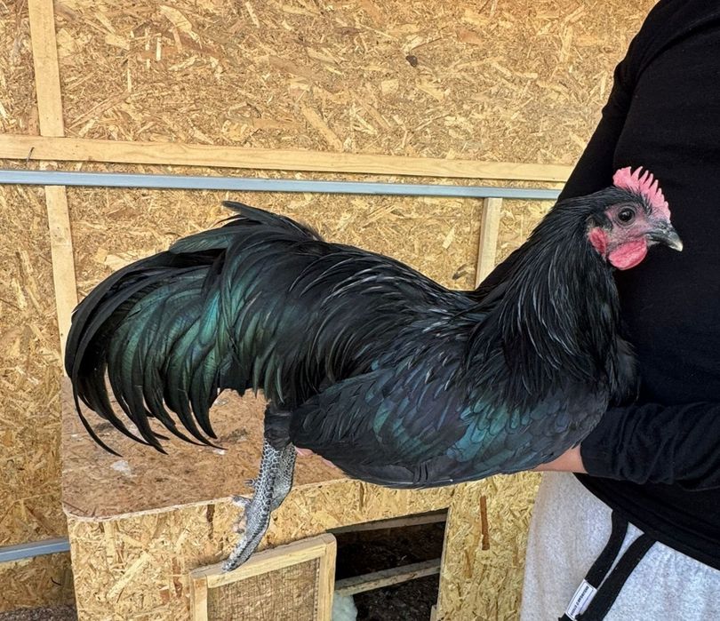 Cocoș australorp