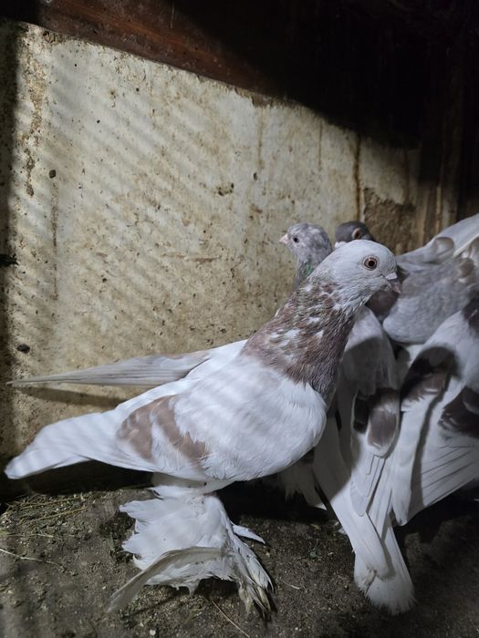 Продам или обменяю