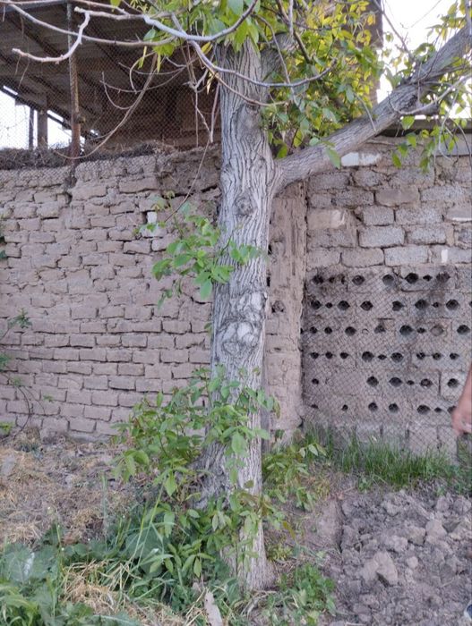 Дерево орех фото есть ...