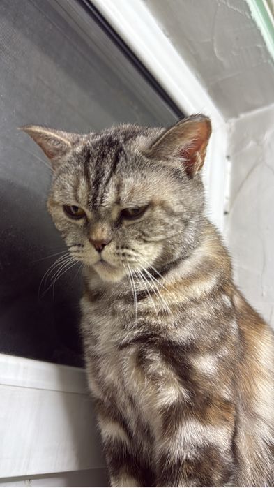 Котята домашние