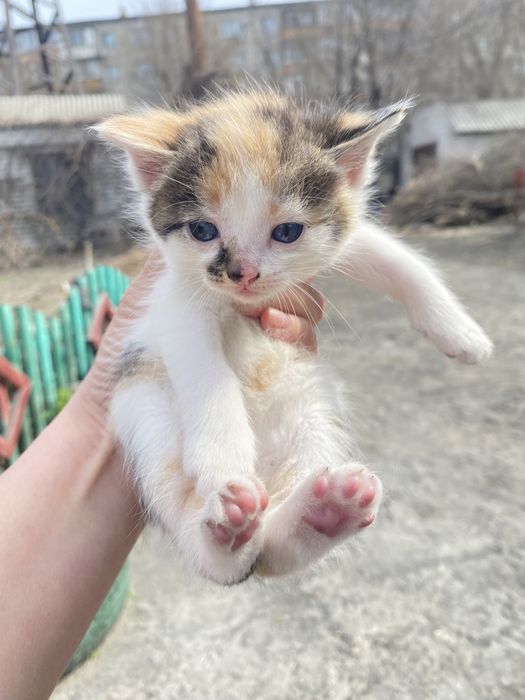 Котята 2,5 месячные