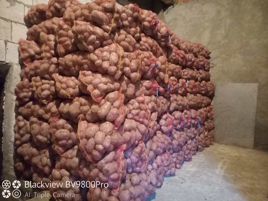 Cartofi de consum rosi calibru 55+