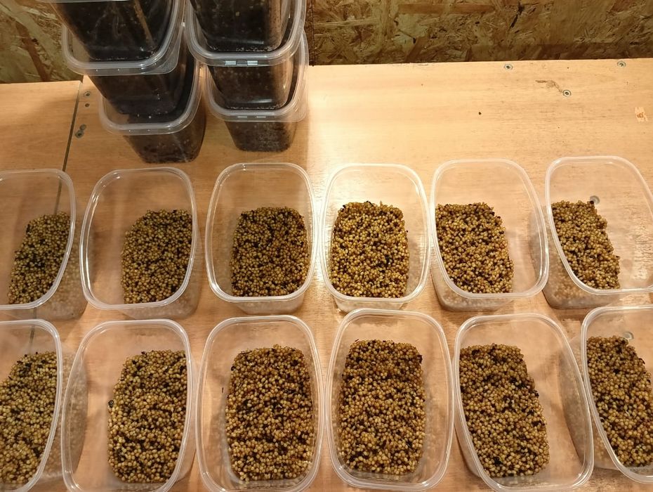 Коконы дождевого червя Чёрный принц.