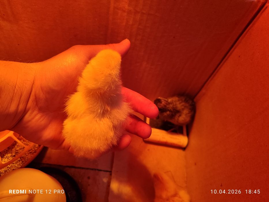 Жужа 1 кунлик узимники хонаки кора товукларни жужалврихам бор