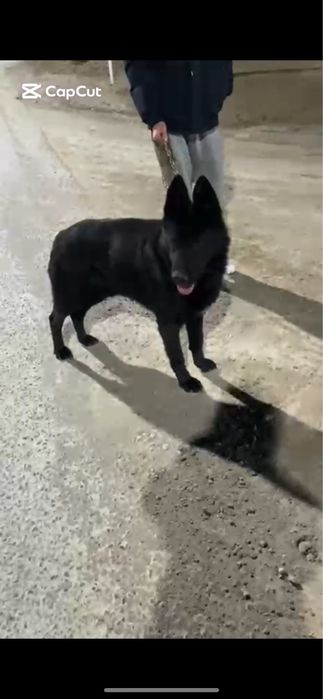 German Shephred 1,5yers сатылады