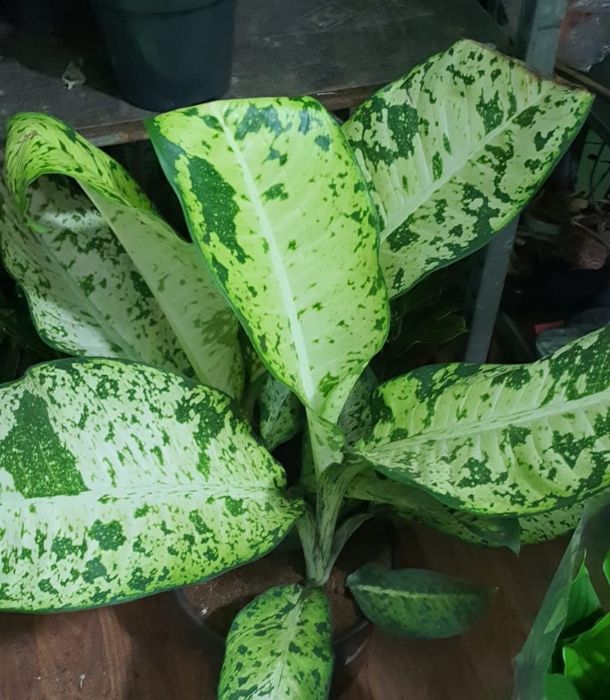 Комнатные цветы Дифенбахия