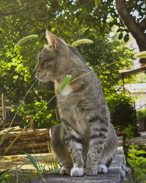Кошечка ищет дом