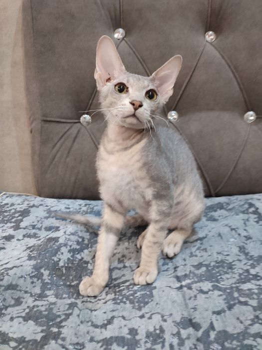 Сфинкс Питерболд