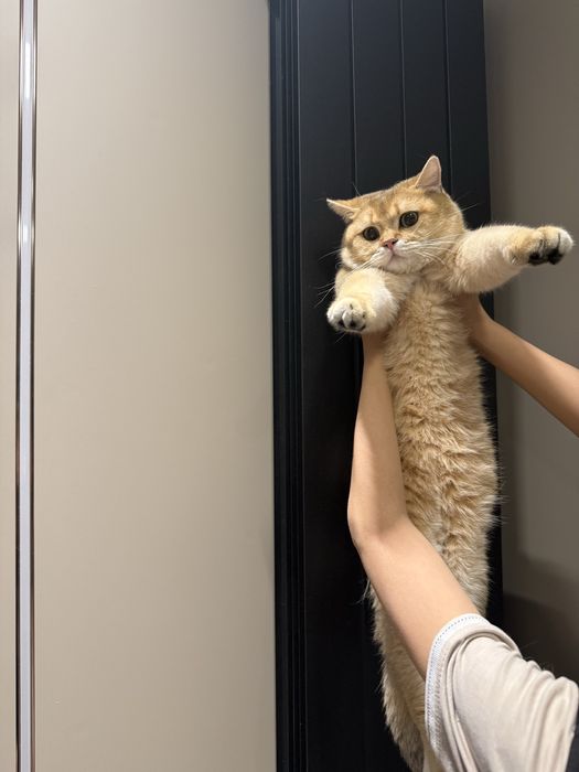 СКИДКА!!!Срочно британскую золотую шиншиллани сотаман