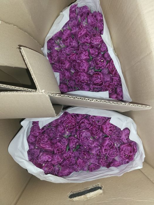 Тюльпаны цена 750 тг 1шт