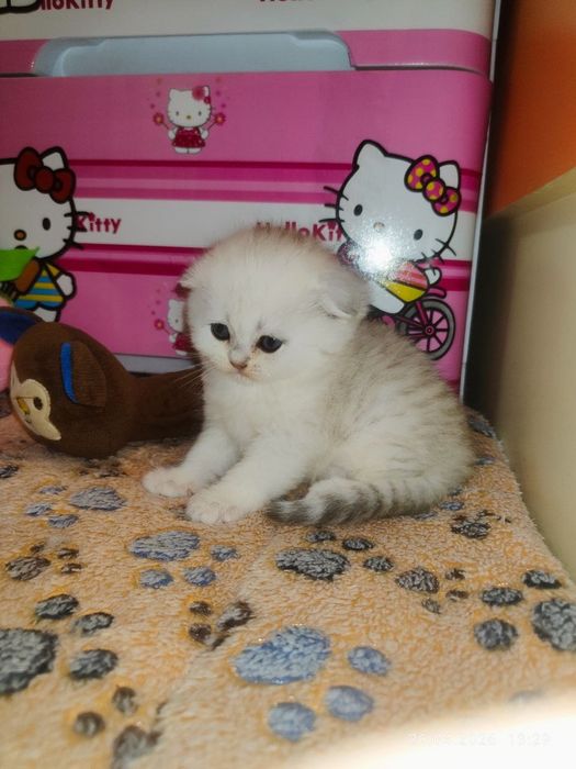 продам девочку скоттиш фолд серебристая шиншилла