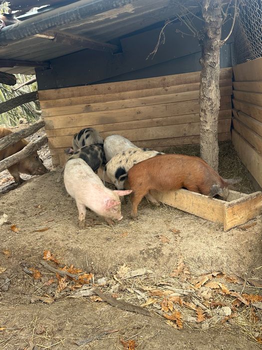 Продавам прасета