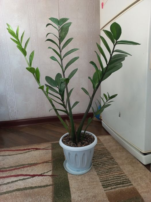 Доллорывый гүлдер.