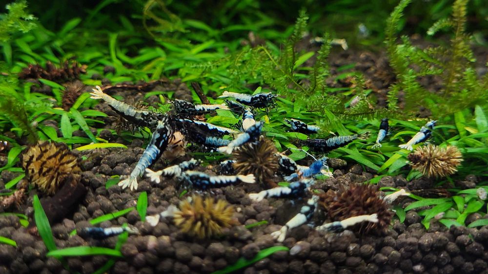 Galaxy Caridina din linie Boa – 10 creveți + 5 bonus