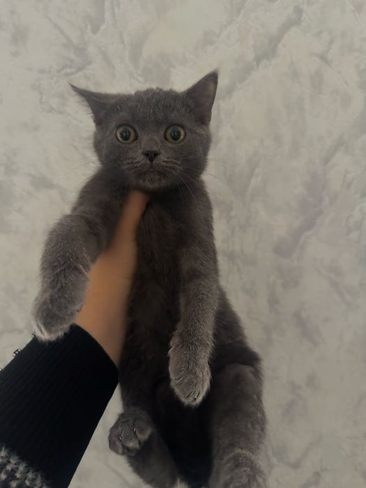 Scotting Straight zotli mushuk 6oylik