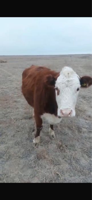 Сиыр сатылады 3 бас ак бас