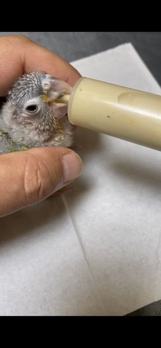 Pereche adulta Conure (Pyrrhura Molinae)