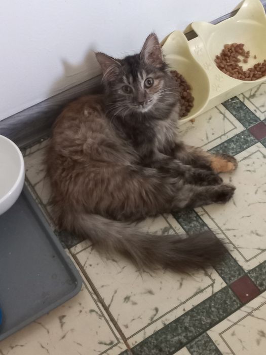 Котёнок девочка бесплатно