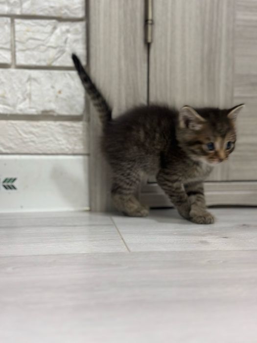 Отдам котят 1,5 мес