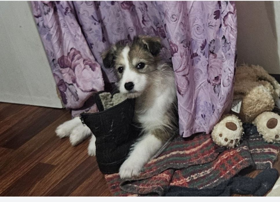 Отдам щенка 3 месяца