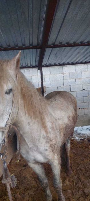 Лошади откормленные