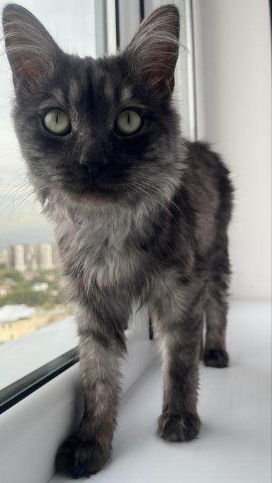 Котик в добрые руки
