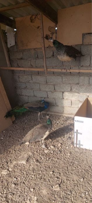 Срочна продоется ПАВЛИНЫ