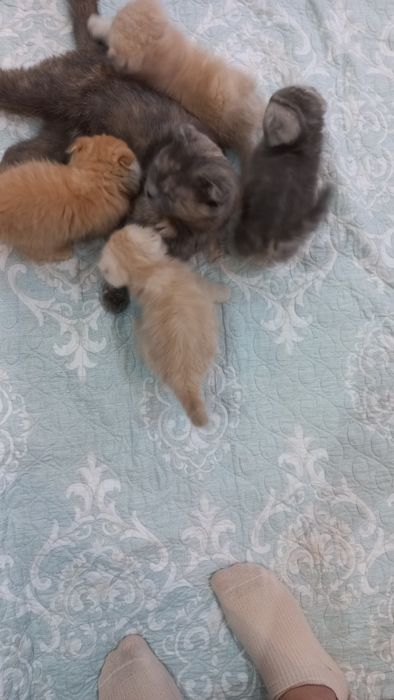 Мушук Скотиш фолд