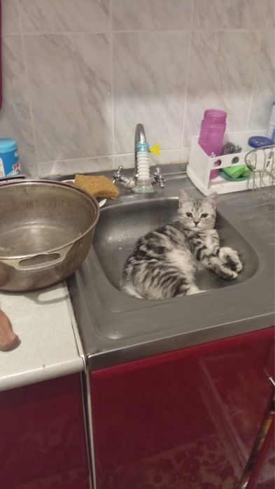 Отдам котенка в добрые руки