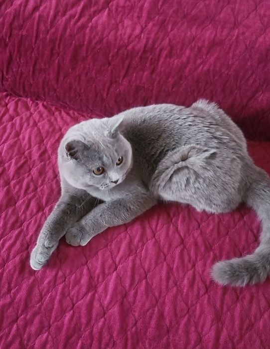 British shorthair