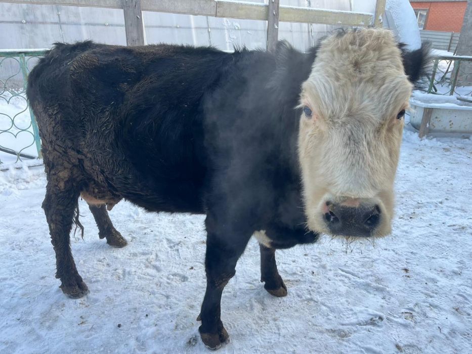 Сиыр сатылады