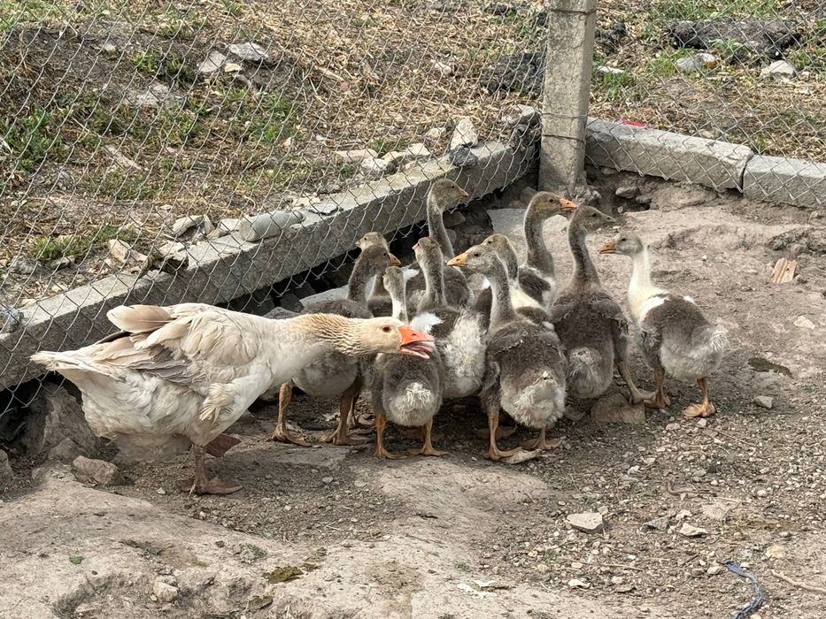 Продавам домашни гъсета на 1 месец и женска гъска майка