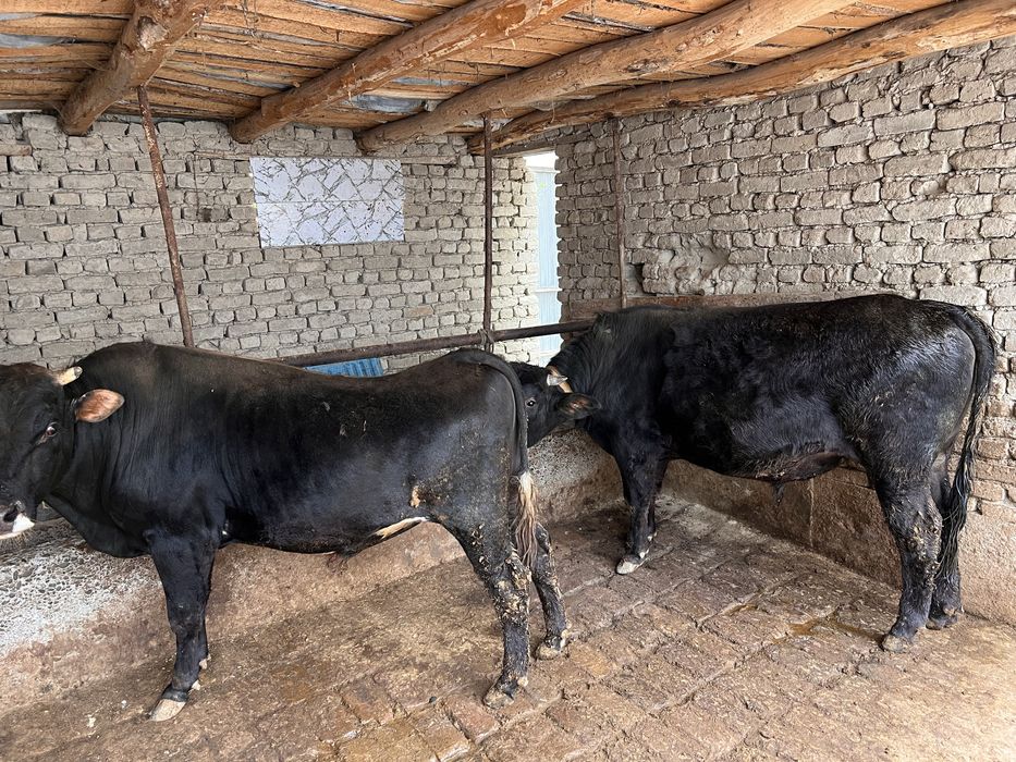 60 million 30 dan kelishamiz