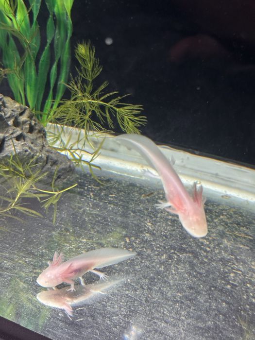 Acvariu cu axoloti